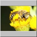 Colletes daviesanus - Seidenbiene w003b 9mm am Nest - Sandgrube Niedringhaussee det.jpg
